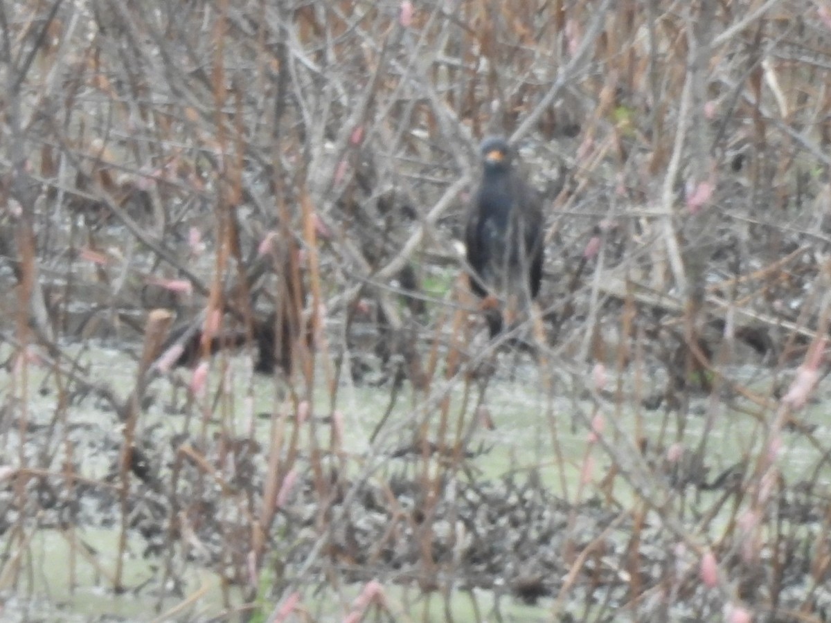 Snail Kite - ML641209209