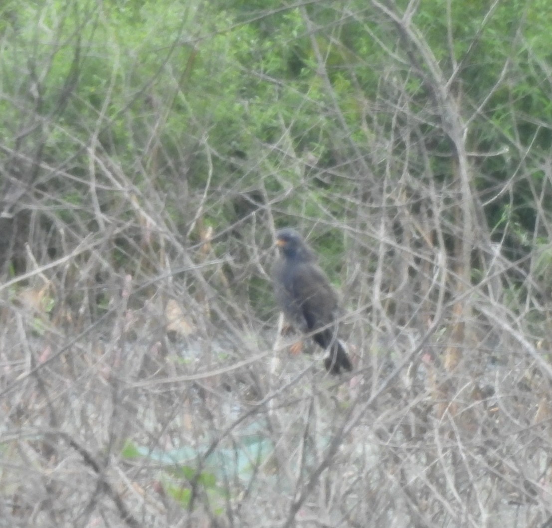 Snail Kite - ML641209210