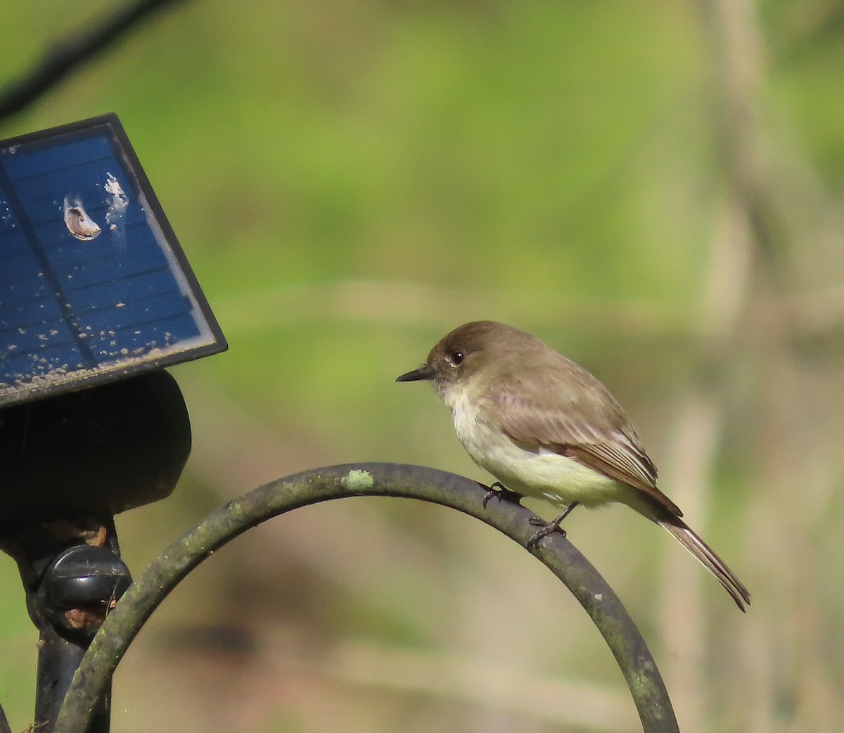 Eastern Phoebe - ML641209217