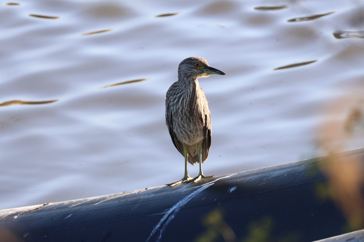 Black-crowned Night Heron - ML641209262