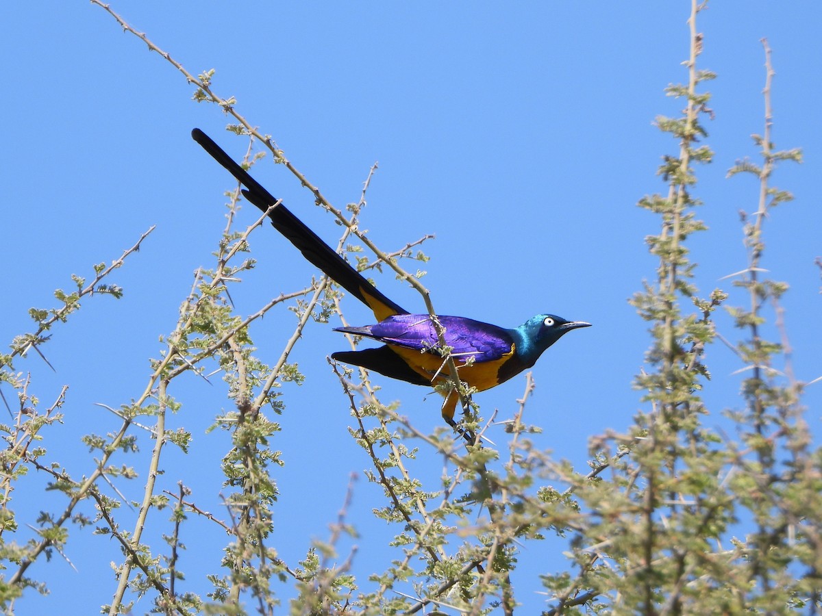 Golden-breasted Starling - ML641209363