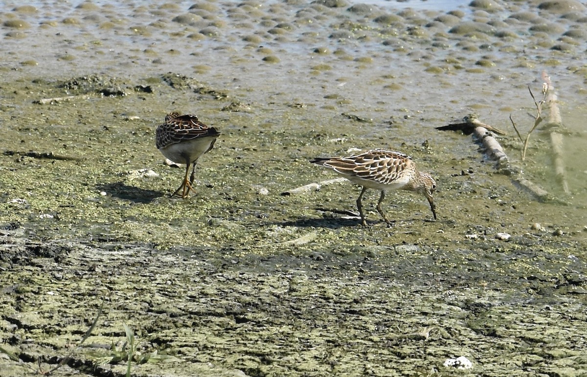 Bécasseau à poitrine cendrée - ML641209420