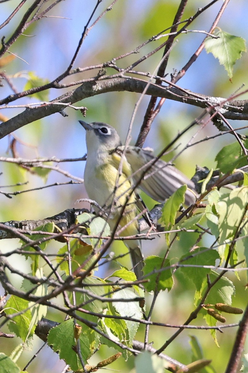 Blue-headed Vireo - ML641209454