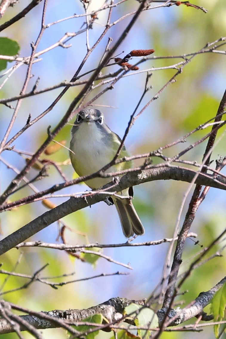 Blue-headed Vireo - ML641209455