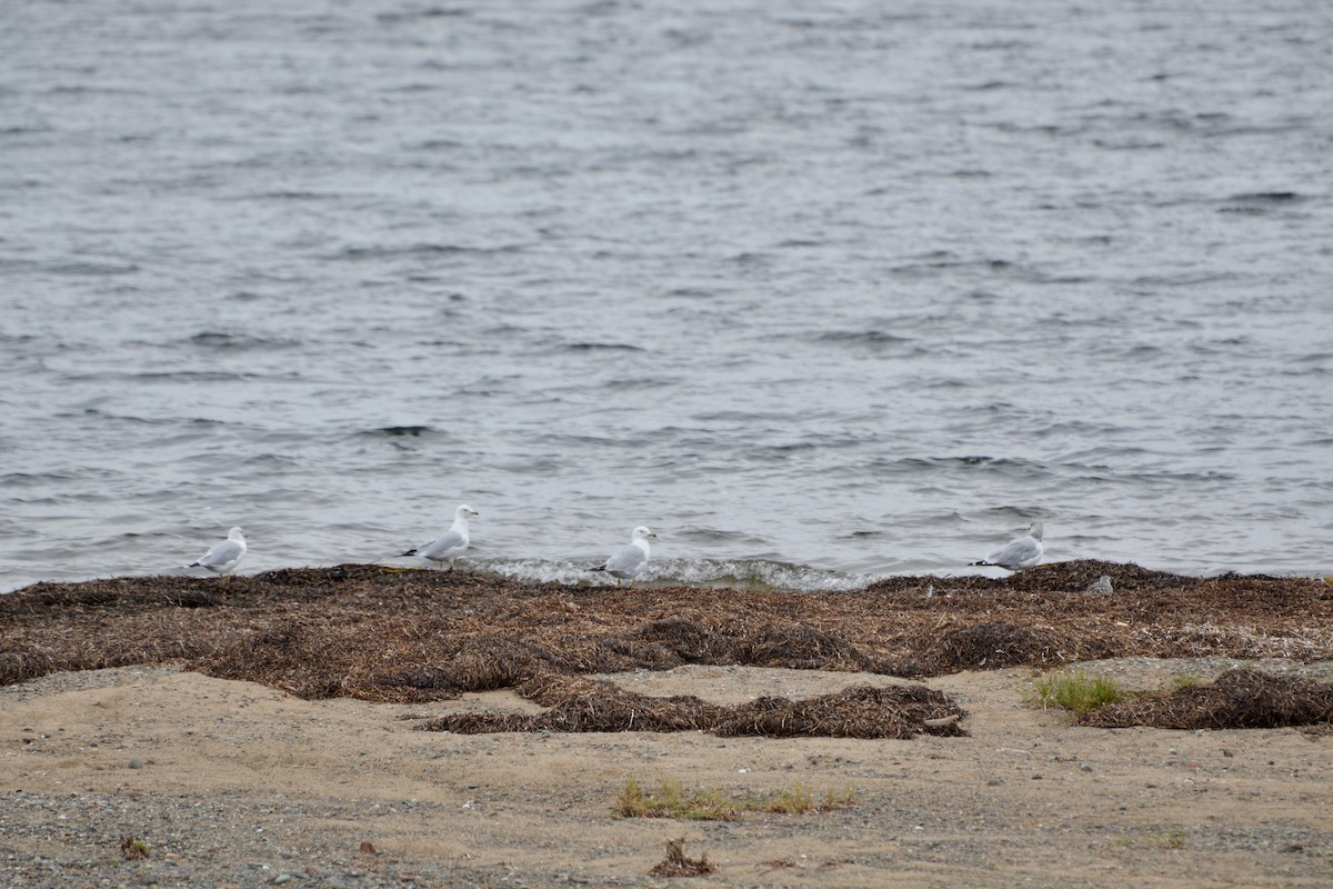 Ring-billed Gull - ML641209466