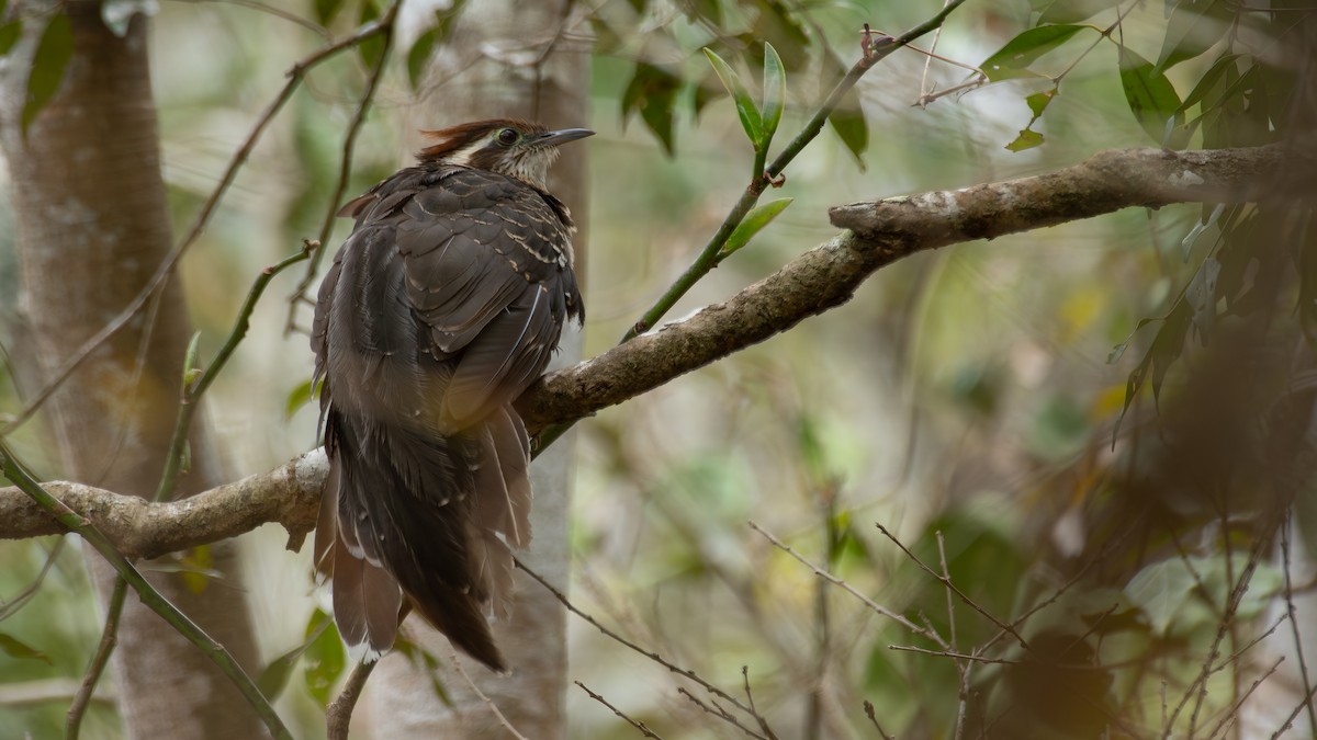 Pheasant Cuckoo - ML641209525
