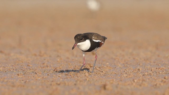 Red-kneed Dotterel - ML641209591