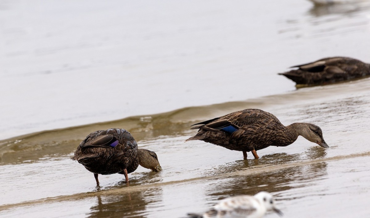American Black Duck - ML641209592