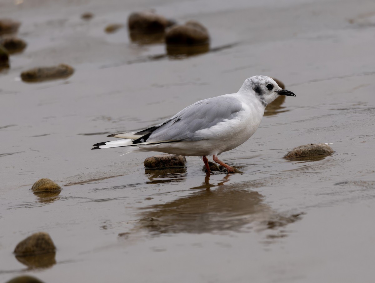Bonaparte's Gull - ML641209601