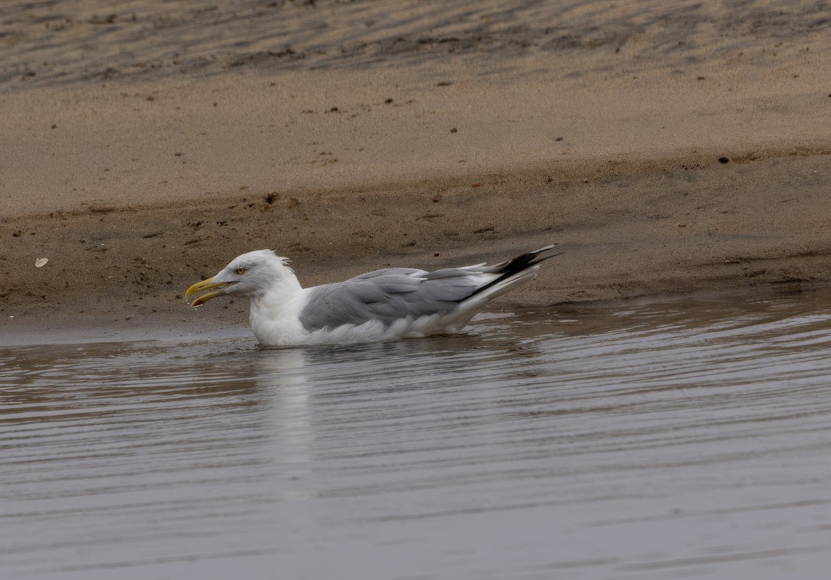 American Herring Gull - ML641209640