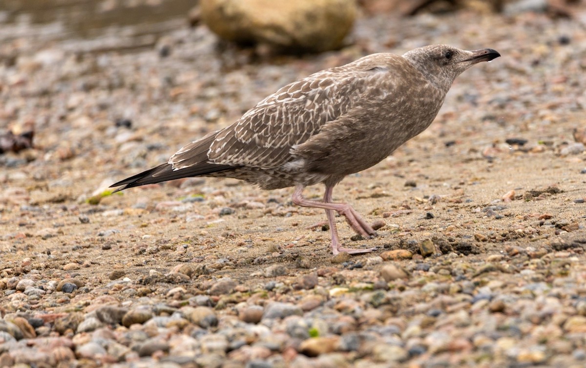American Herring Gull - ML641209641