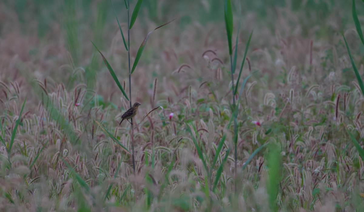 Yellow-breasted Bunting - ML641209696