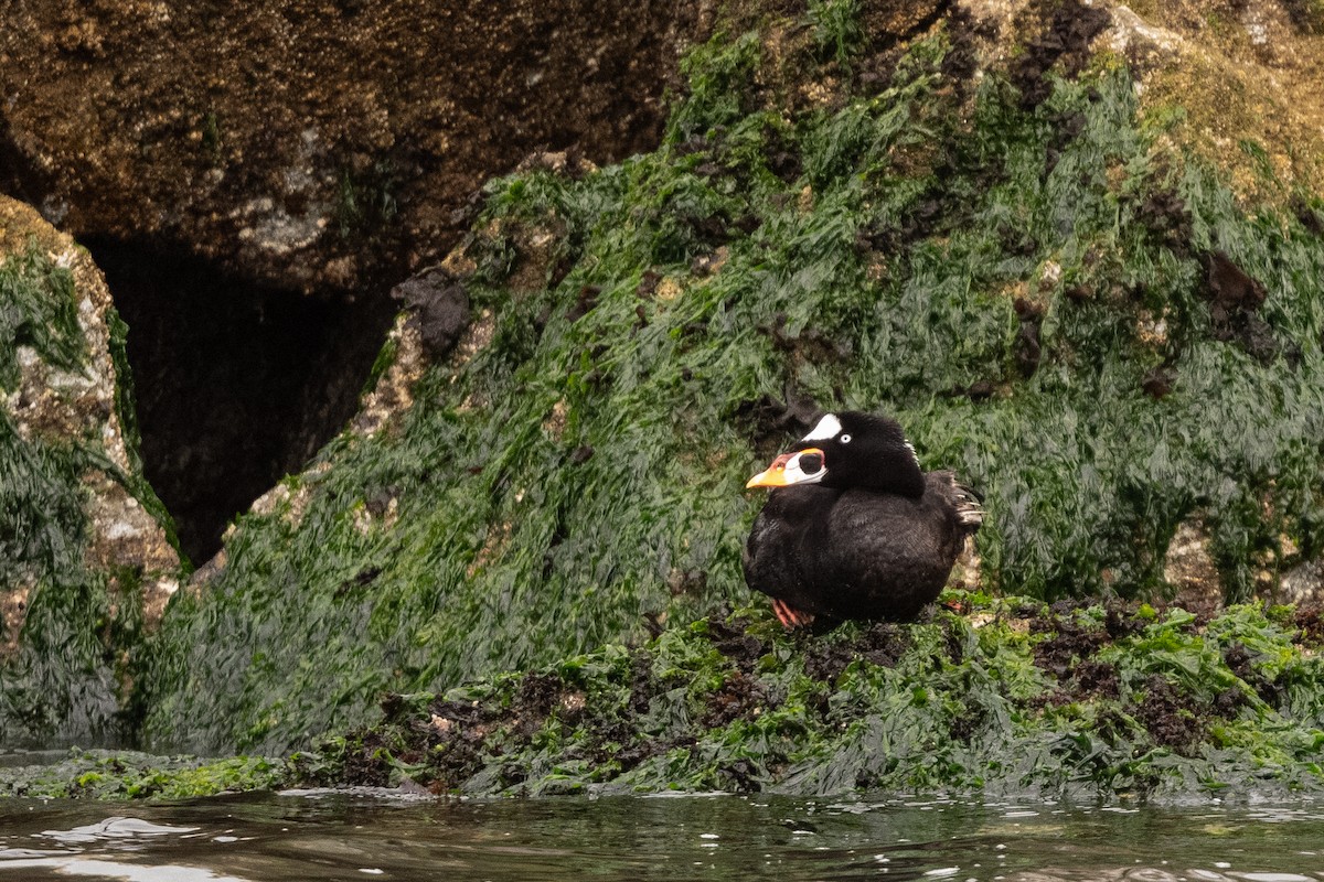 Surf Scoter - ML641209719