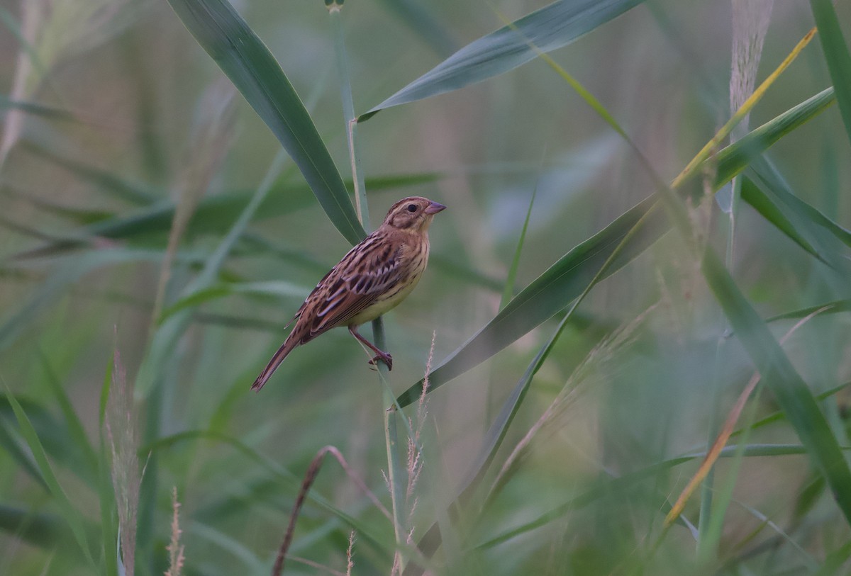 Yellow-breasted Bunting - ML641209720