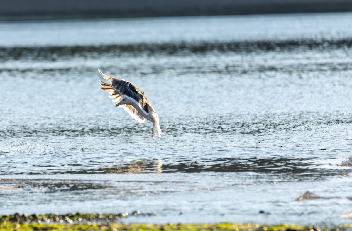Great Black-backed Gull - ML641209742