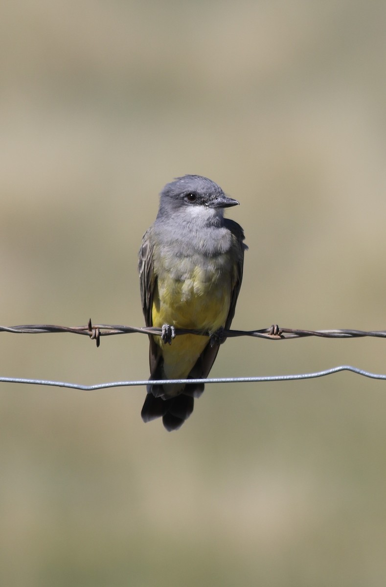 Cassin's Kingbird - ML641209745