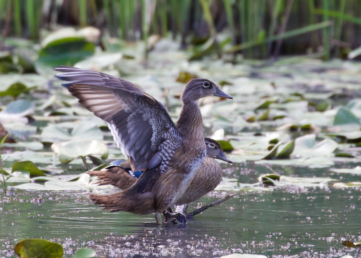Wood Duck - ML641209753