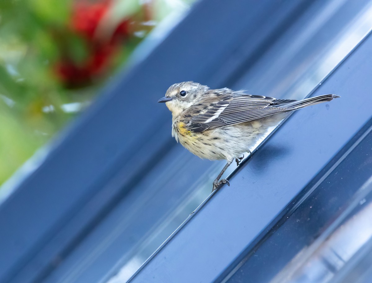 Yellow-rumped Warbler - ML641209757