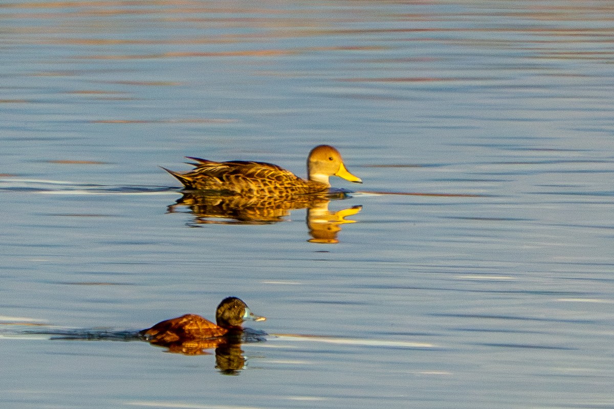 Yellow-billed Pintail - ML641209778