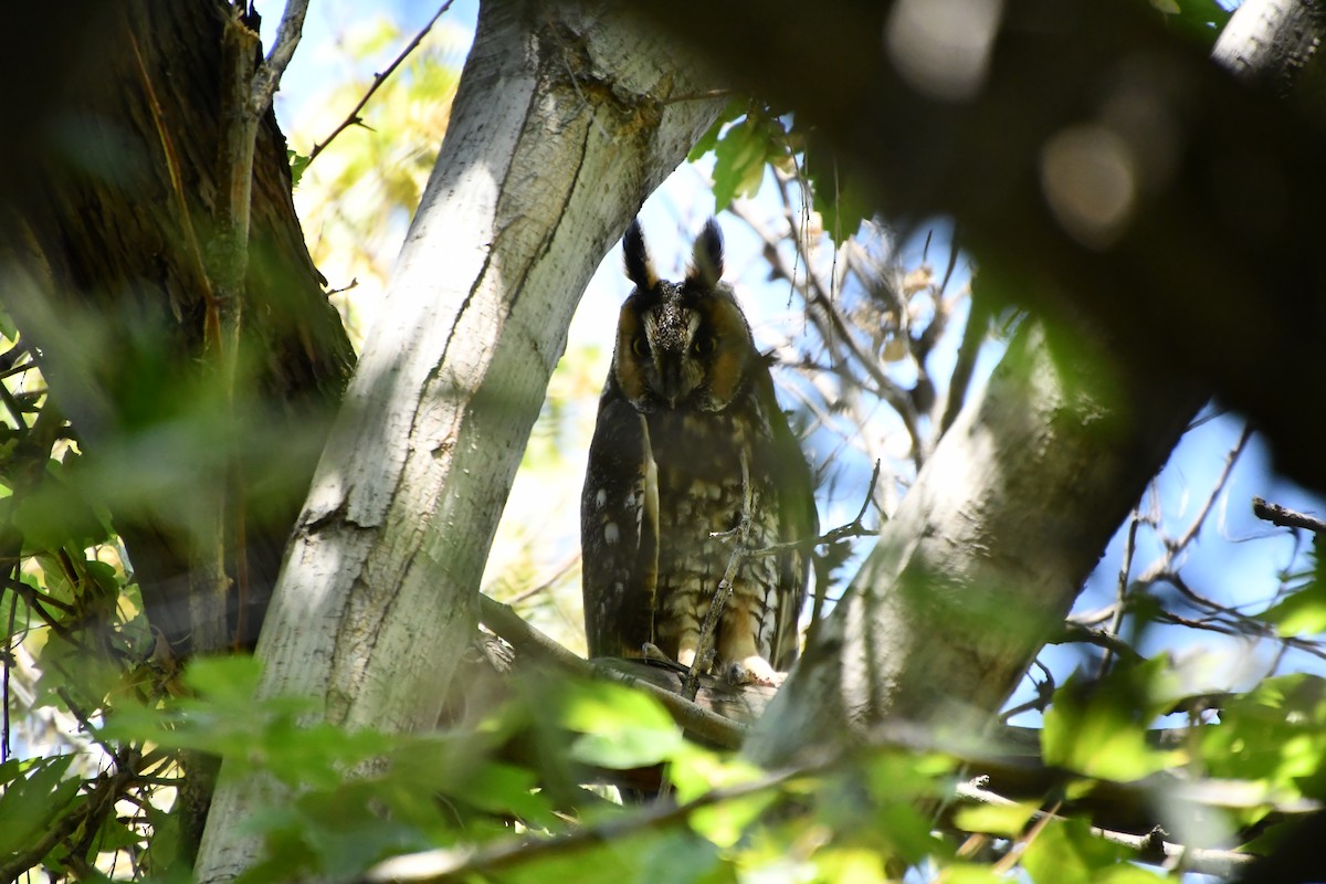 Long-eared Owl - ML641209807