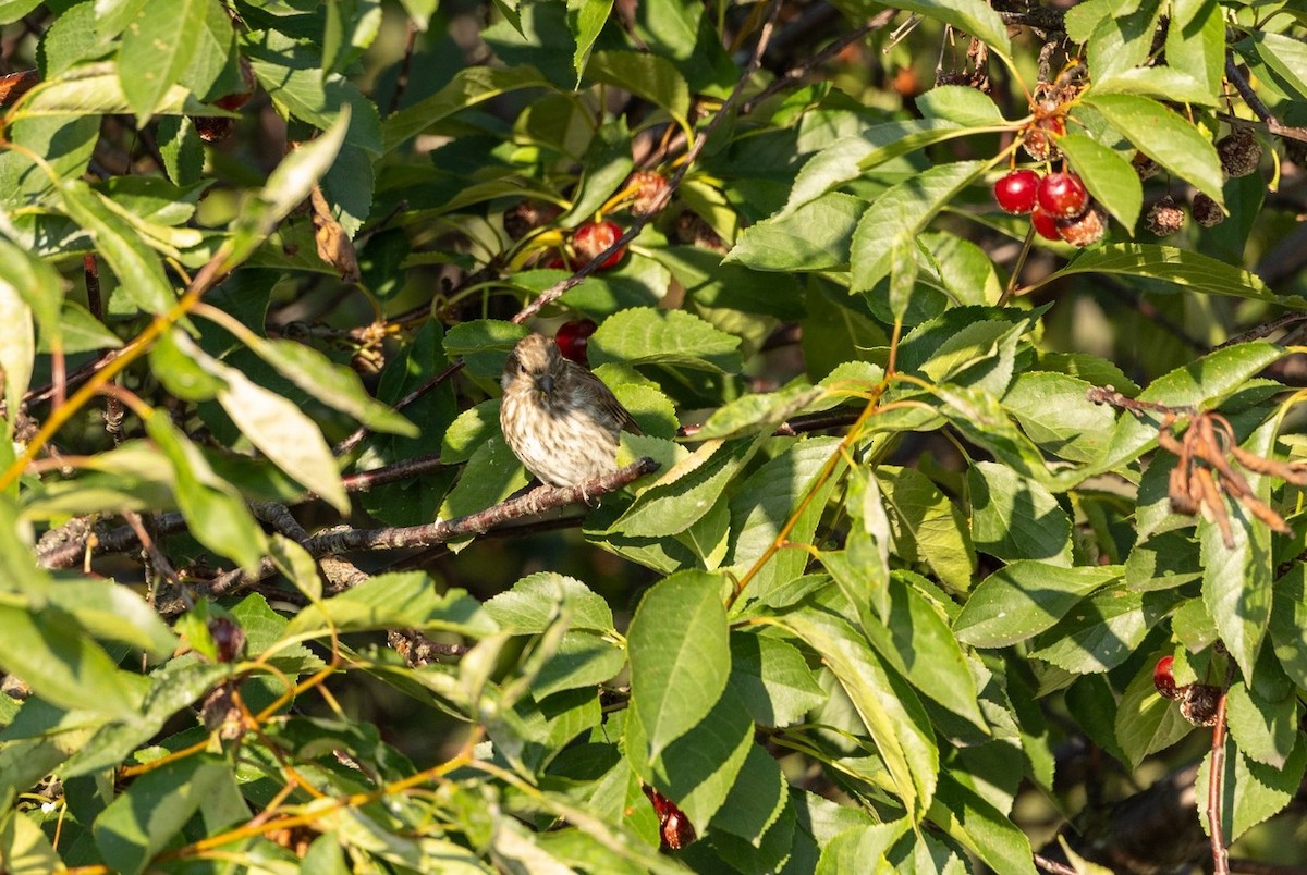 Purple Finch - ML641209808