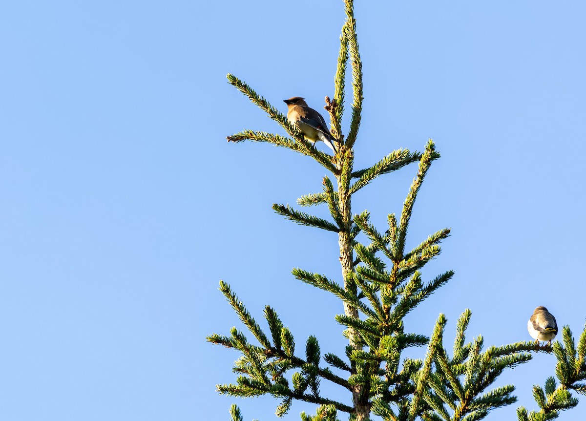 Cedar Waxwing - ML641209816