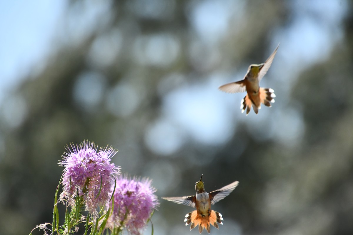 Rufous Hummingbird - ML641209817