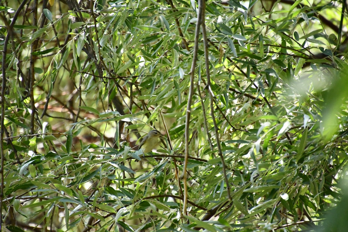 Western Warbling Vireo - ML641209830