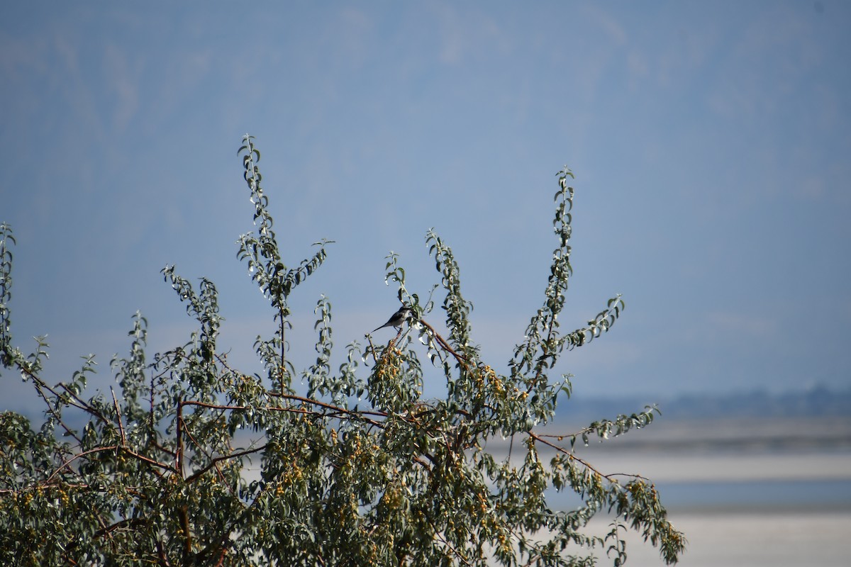 Loggerhead Shrike - ML641209841
