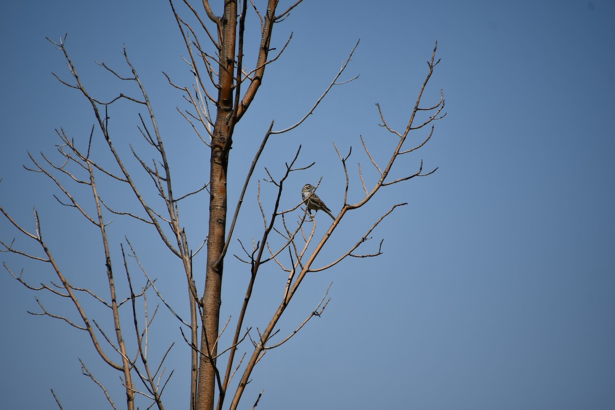 Lark Sparrow - ML641209843