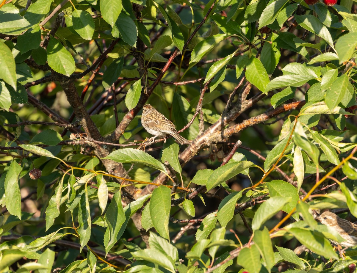 Chipping Sparrow - ML641209844
