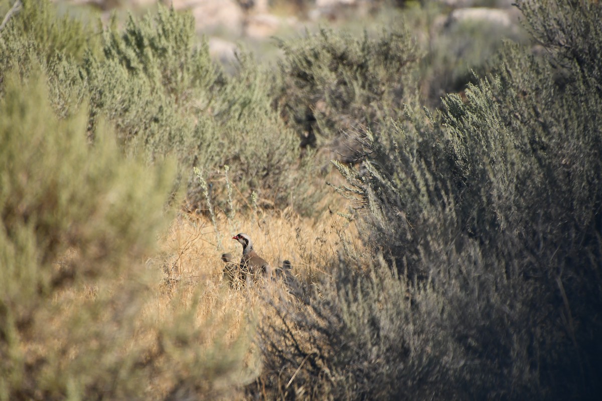 Chukar - ML641209855