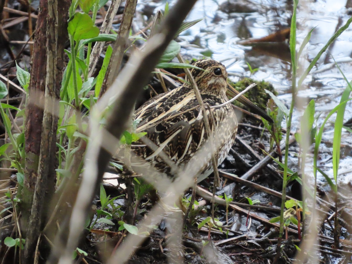 Wilson's Snipe - ML641209882