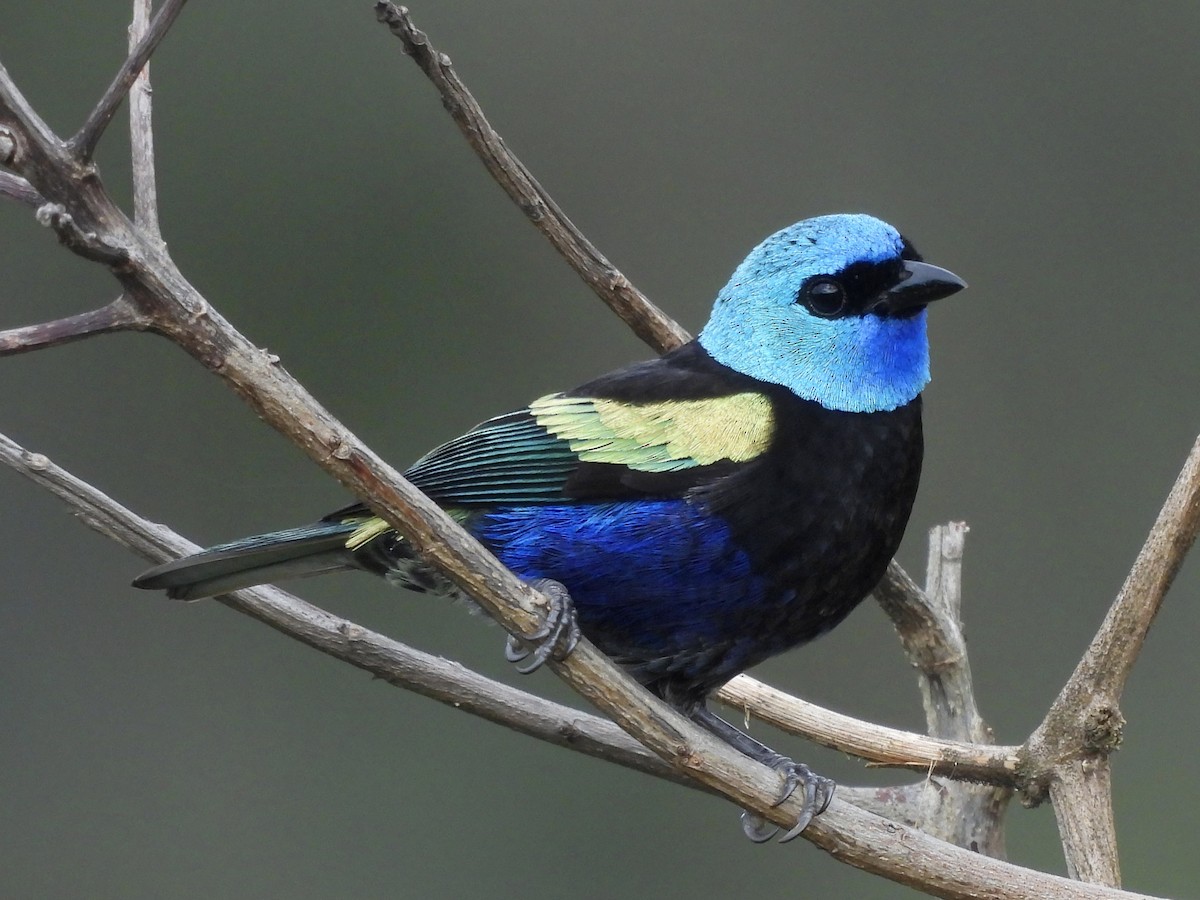 Blue-necked Tanager - ML641209888
