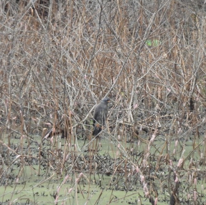Snail Kite - ML641209919