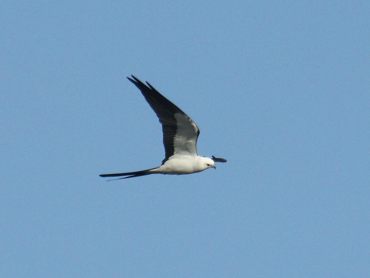 Swallow-tailed Kite - ML641209921