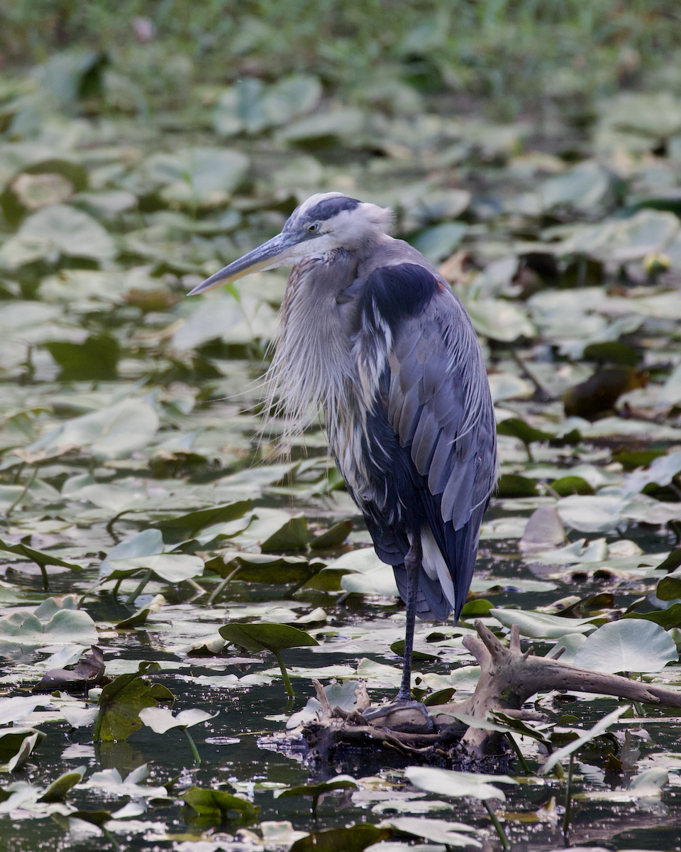 Great Blue Heron - ML641209922