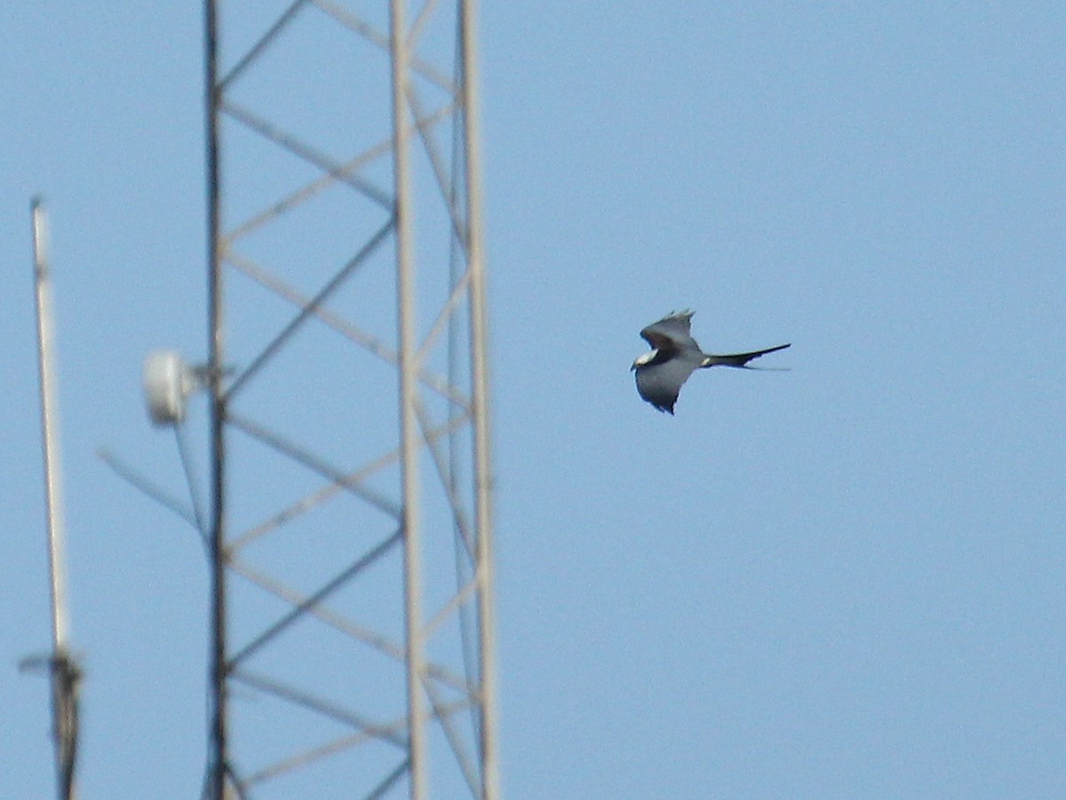 Swallow-tailed Kite - ML641209926