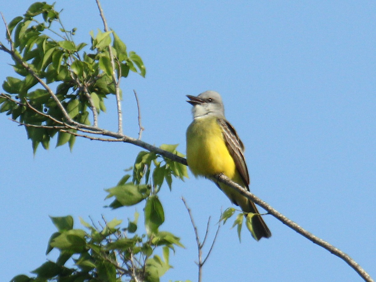 Couch's Kingbird - ML641209934
