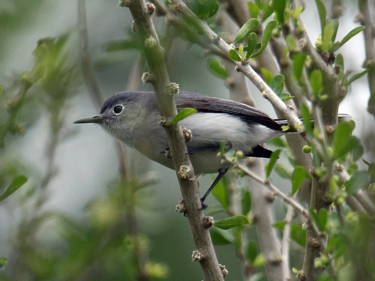 Blue-gray Gnatcatcher - ML641209941