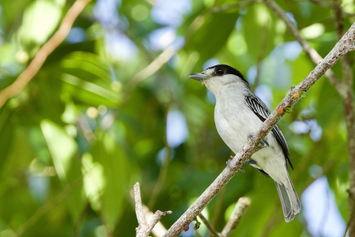 Cinereous Becard - ML641209960
