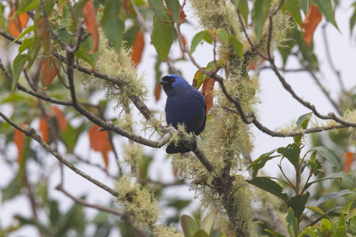 Diademed Tanager - ML641209964
