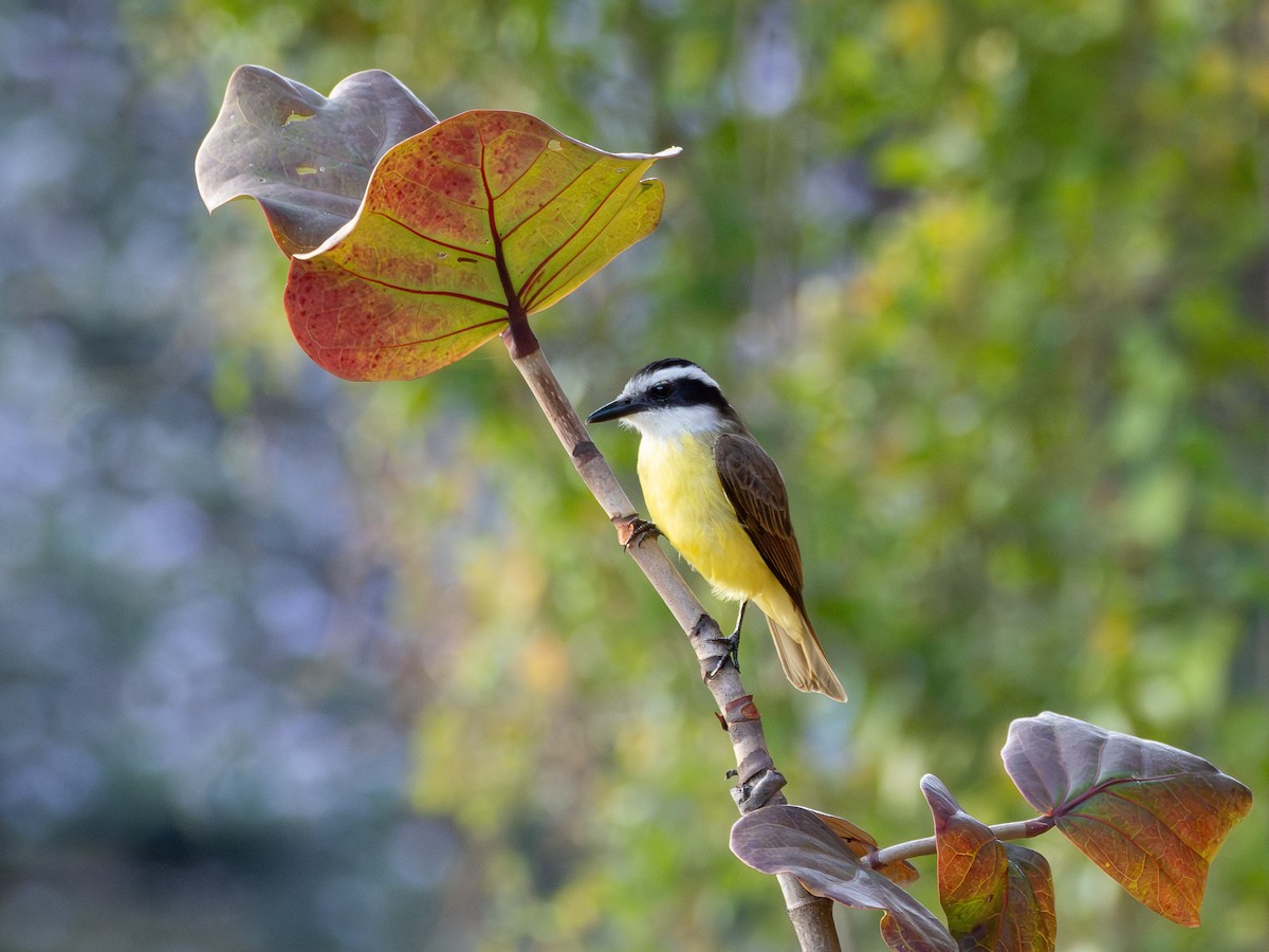 Great Kiskadee - ML641210056