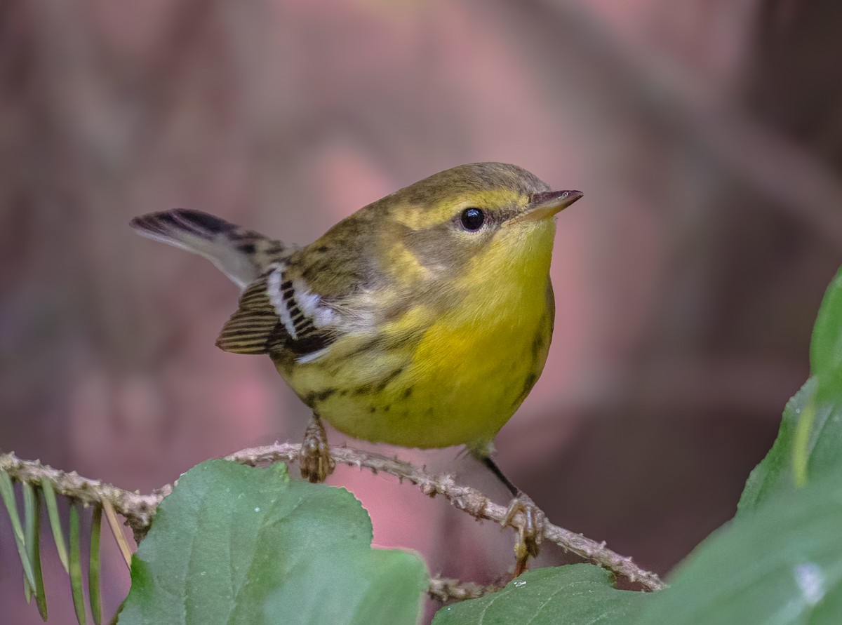 Blackburnian Warbler - ML641210066