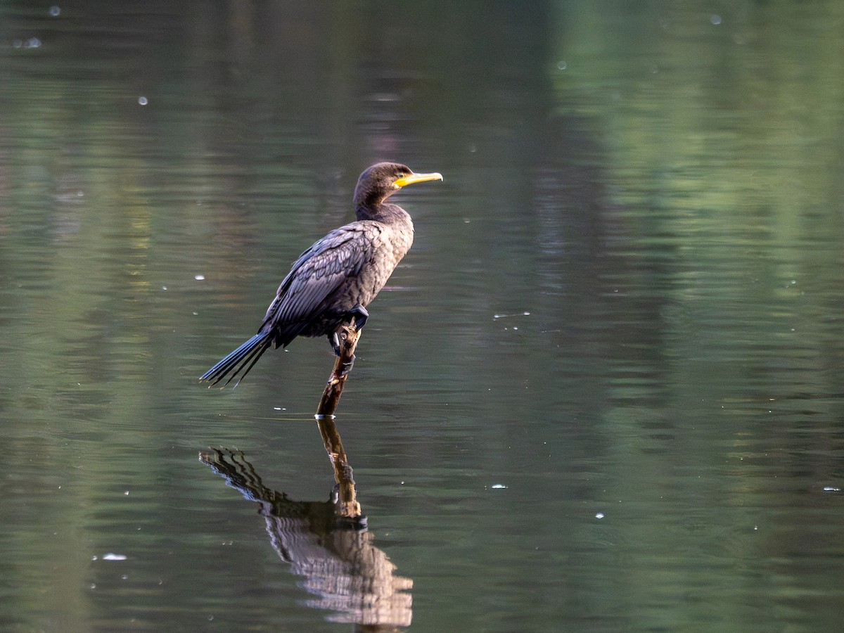 Neotropic Cormorant - ML641210070