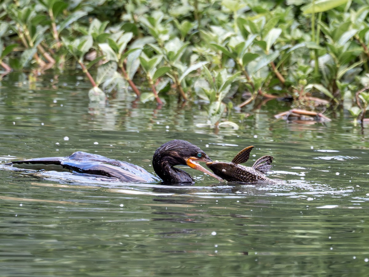 Neotropic Cormorant - ML641210071