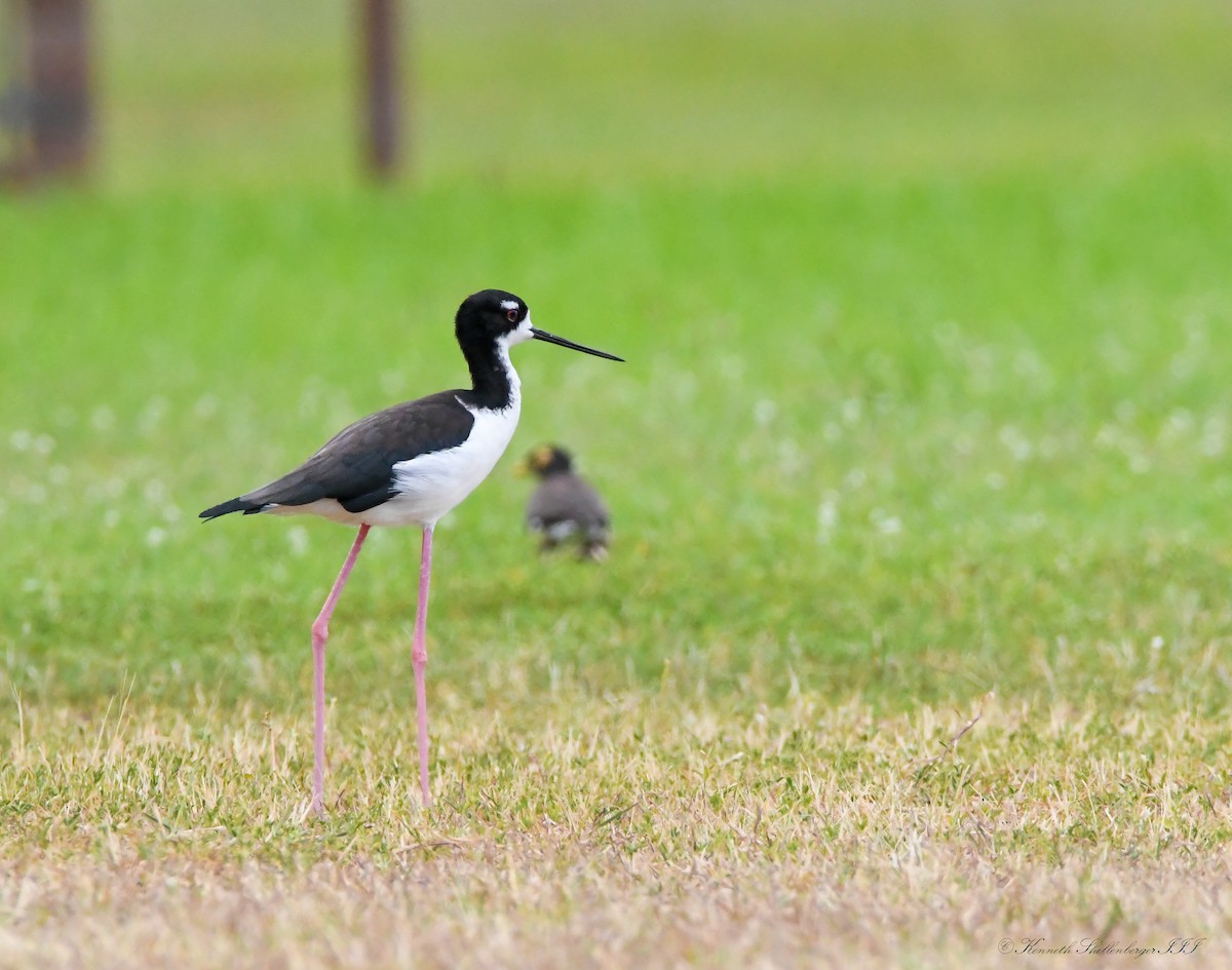 Black-necked Stilt (Hawaiian) - ML641210080