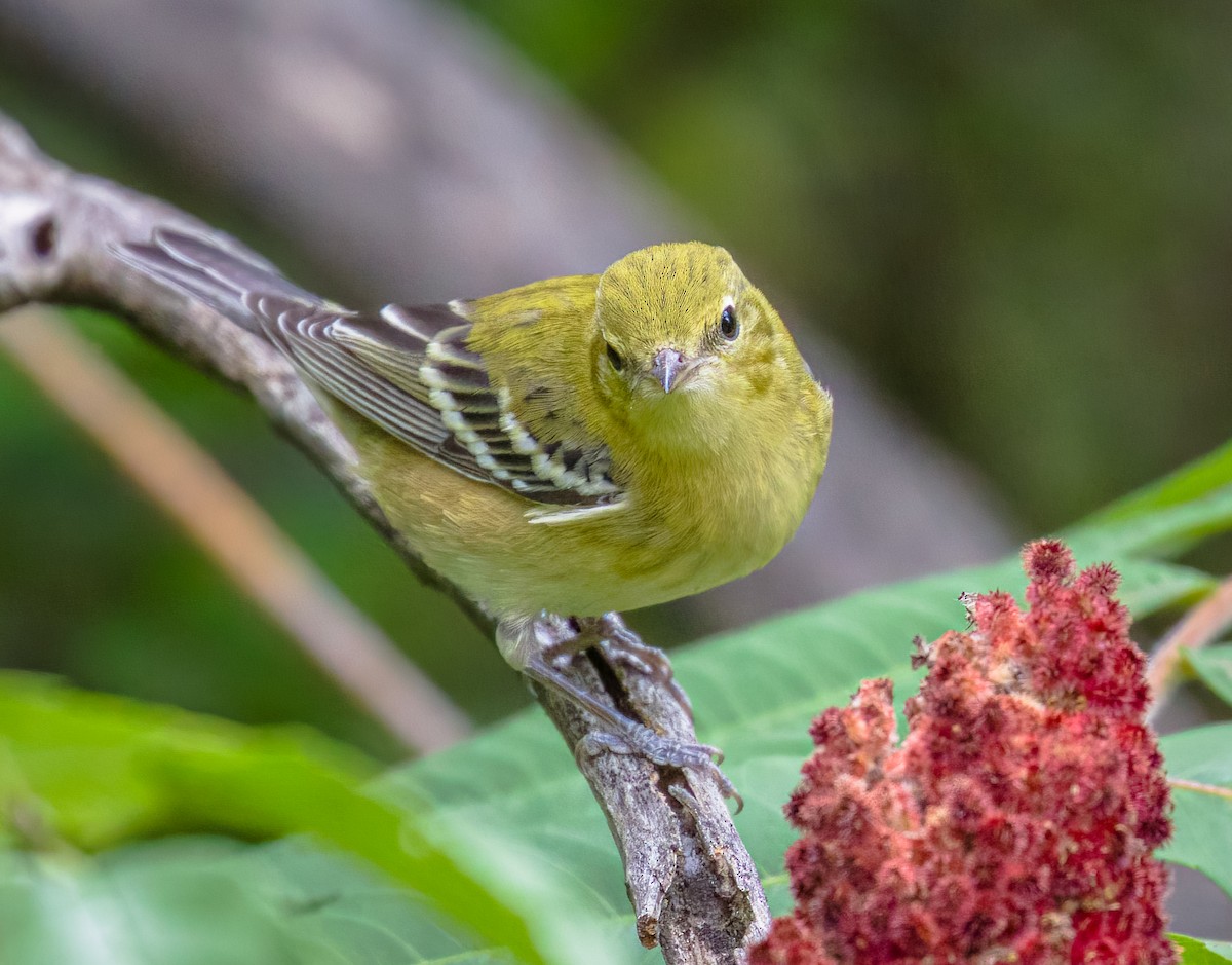 Bay-breasted Warbler - ML641210081