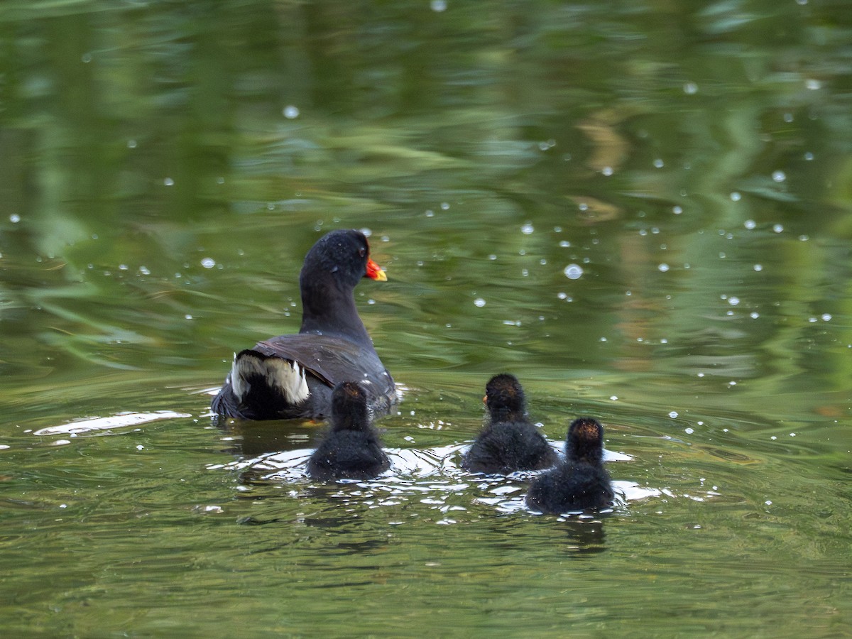 Common Gallinule - ML641210082