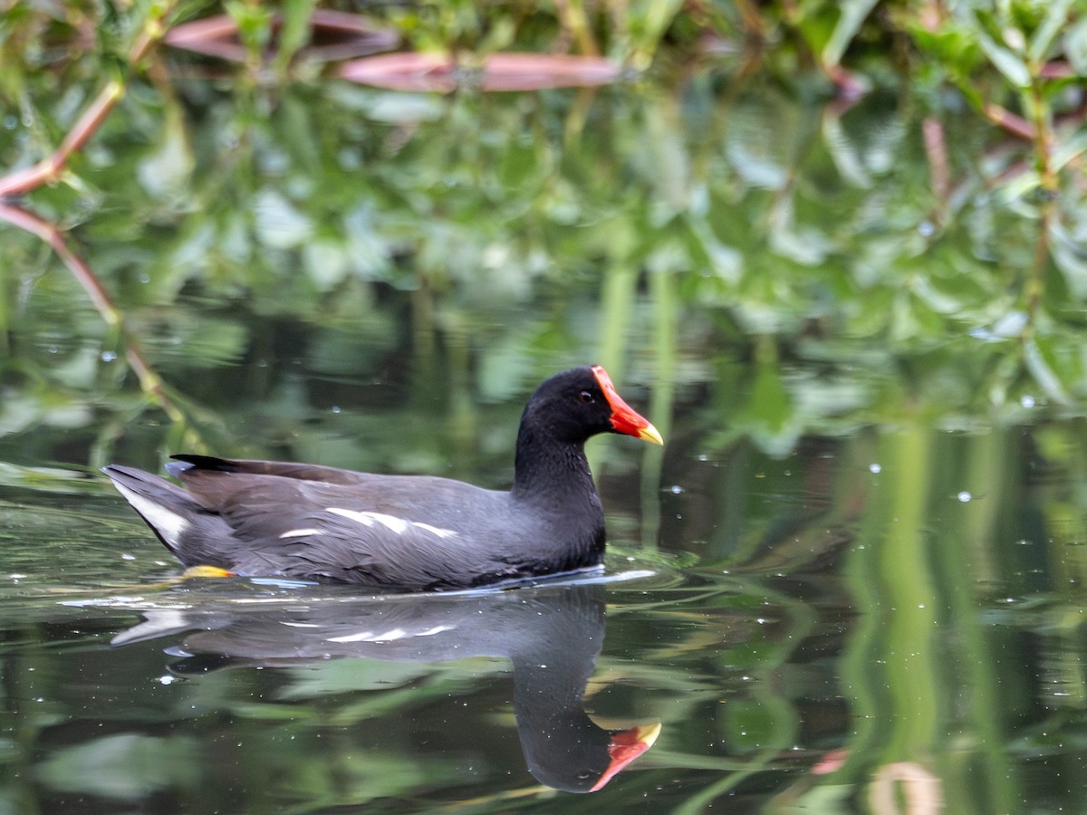 Common Gallinule - ML641210083